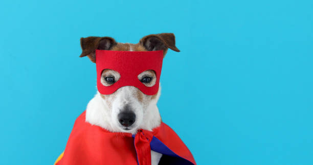 istock Dog jack russell super hero costume 1145668774