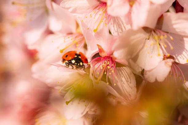 Cherry tree blosson with a ladybug Cherry tree blosson with a ladybug closeup photography cherry blosson tree stock pictures, royalty-free photos & images