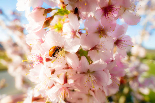 Cherry tree blosson with a ladybug Cherry tree blosson with a ladybug closeup photography cherry blosson tree stock pictures, royalty-free photos & images