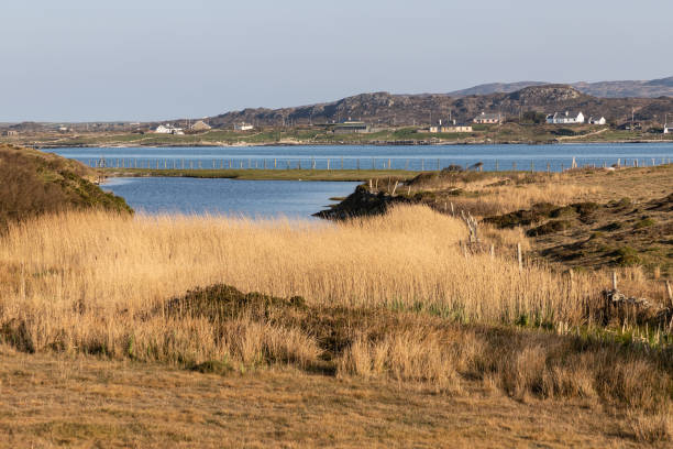 istock Beach houses, Vegetation and rocks around Clifden bay 1145671021