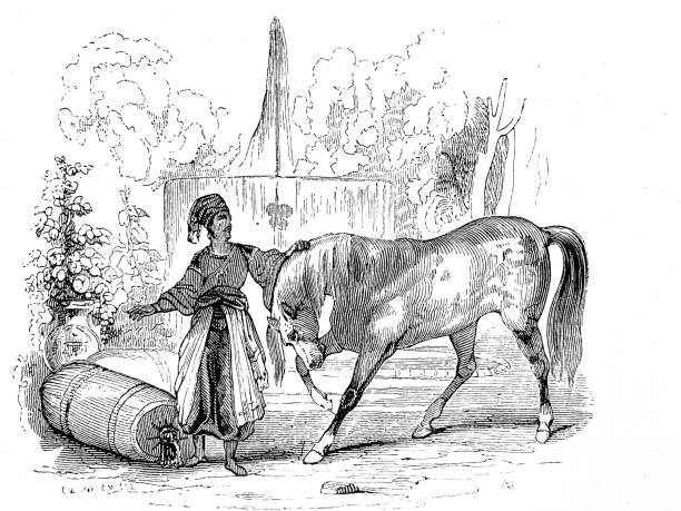 Dibujos De Caballos Para Imprimir - Banco de fotos e imágenes de stock - iStock Dibujos De Caballos Para Imprimir - Banco de fotos e imágenes de stock - iStock