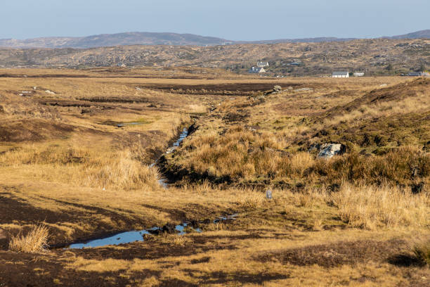 Bog with vegetation and farm, Clifden, Galway, Conemara, Ireland