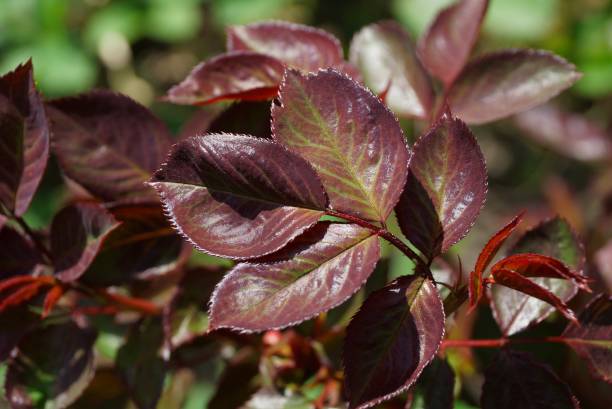 istock red leaves on a rose bush in a spring garden 1145673085
