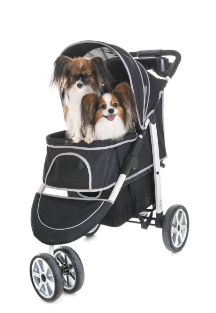 istock pushchair for dog 1145673127
