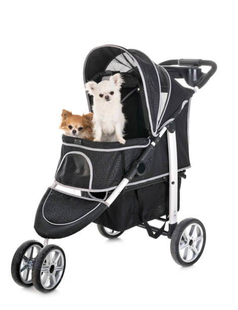 istock pushchair for dog 1145673136