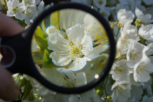 istock magnifier increases white flowers on an apple tree branch 1145673244