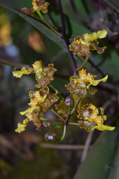 istock Yellow Wild Orchid 1145674619