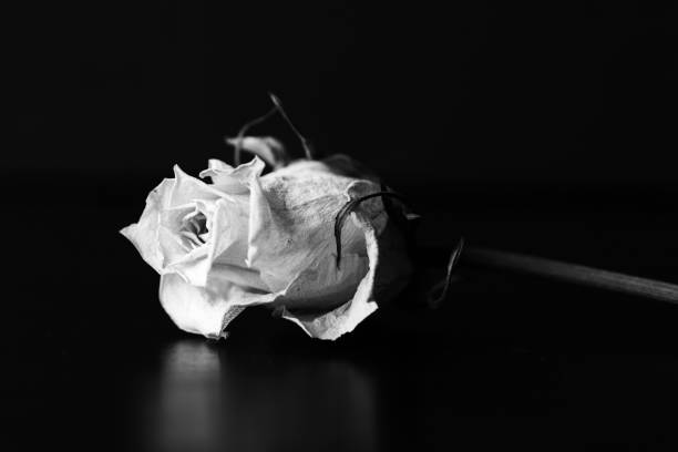 istock Dry white rose on a black background close up. Black and white 1145675430
