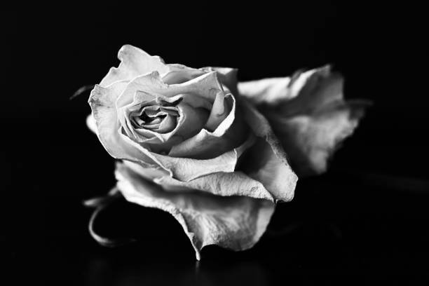 istock Dry white rose on a black background close up. Black and white 1145675432