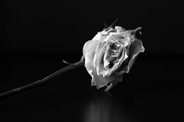 istock Dry white rose on a black background close up. Black and white 1145675465