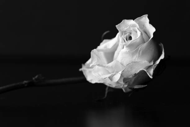 istock Dry white rose on a black background close up. Black and white 1145675466