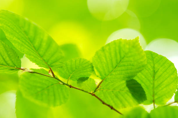 istock New green leaves in springtime 1145675666