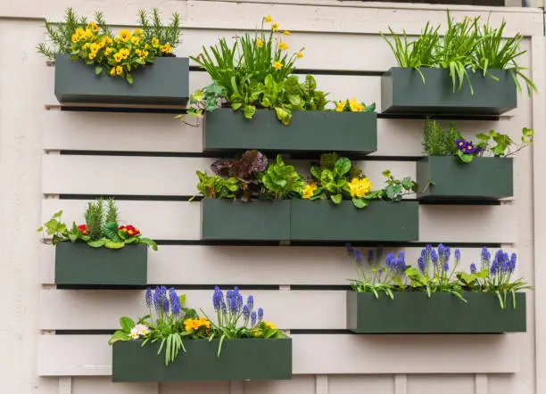 Flower boxes with spring flowers, herbs, and lettuce bloom on a wall