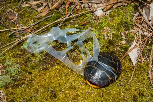 Stuck In Plastic Six Pack Ring Stock Photo - Download Image Now - Plastic,  Turtle, Garbage - iStock