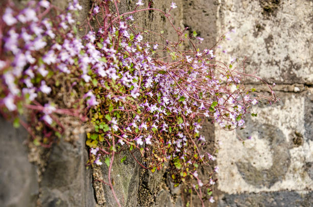 istock Cymbalaria muralis in a quay wall 1145677072