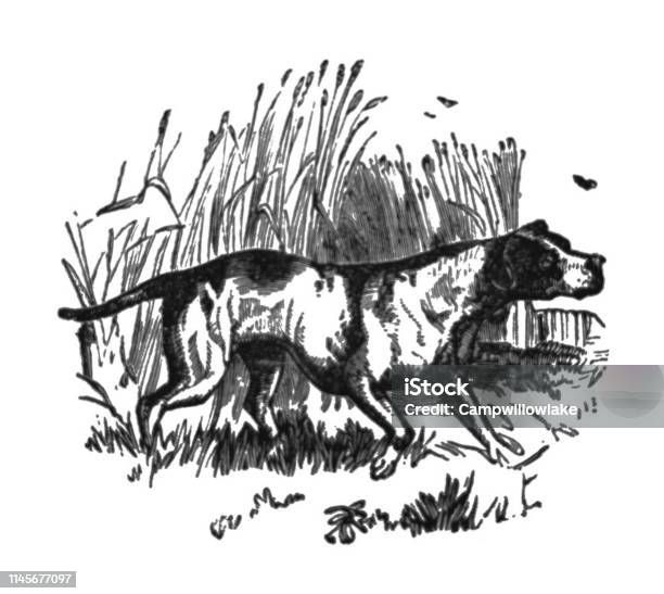 Antique Childrens Picture Book Illustration Hunting Dog In Field Looking For Birds Stock Illustration - Download Image Now