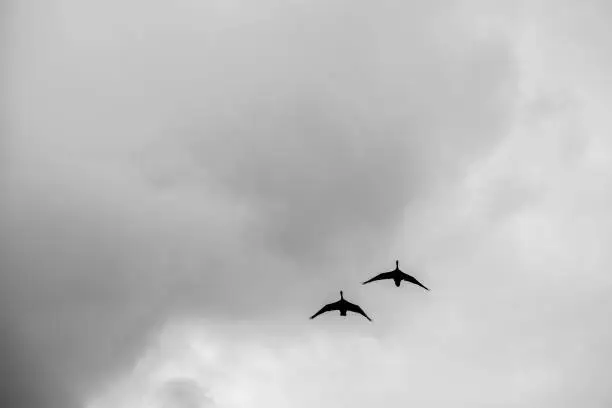 Photo of Swans flighing against a cloudy sky - copy space