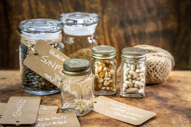 istock Heirloom Tomato Seeds being Preserved in Glass Jar 1145677189