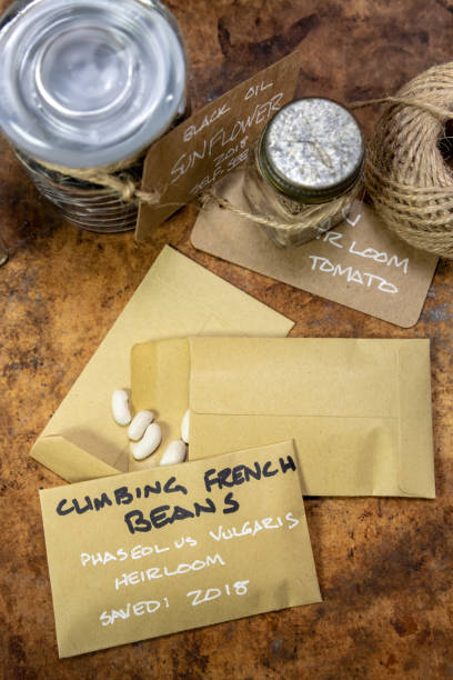 istock Heirloom Beans Seeds being Preserved 1145677216