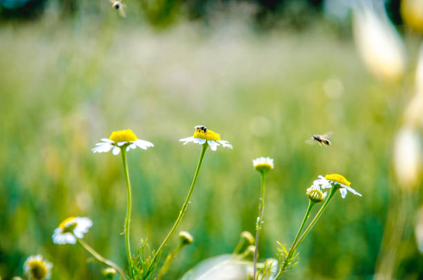 istock chamomile flowers against wheat field 1145678274