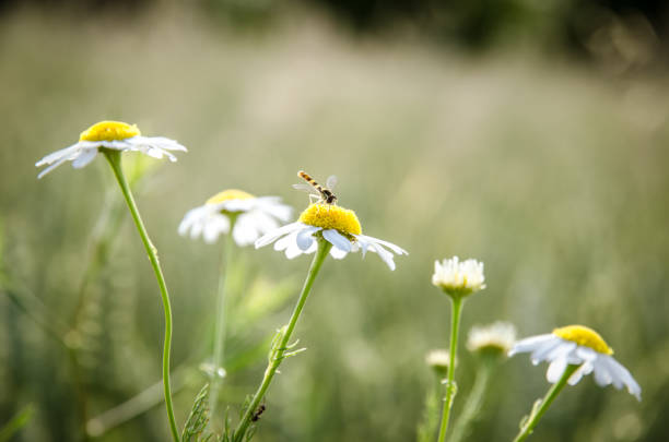 istock chamomile flowers against wheat field 1145679538