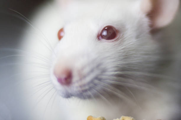 Albino rat on the black background