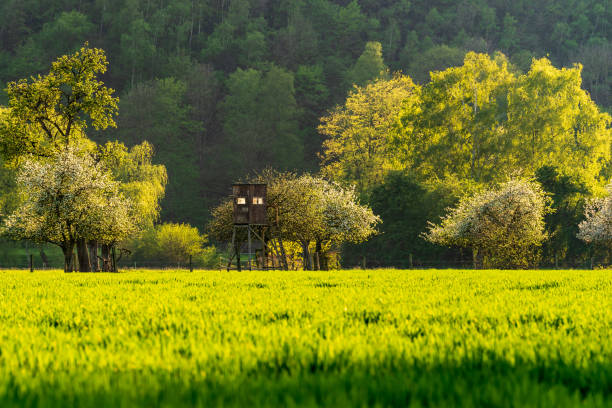 Deerstand between apple trees in the evening light, green field illuminated by the sun, in the foreground, Essen, Germany