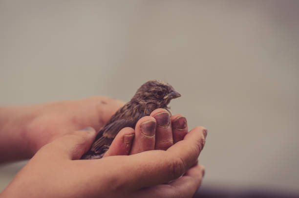 istock house sparrow in human hand 1145680215