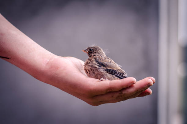 istock house sparrow in human hand 1145680320