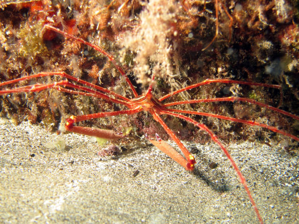 istock The Arrow Crab, also known as the Spider Crab, has extremely long legs 1145681090