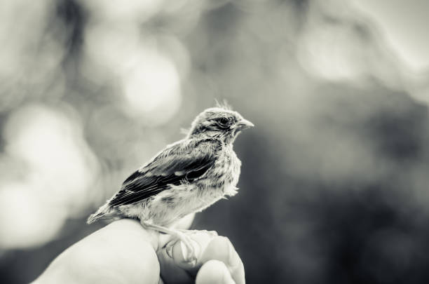 istock house sparrow in human hand 1145681369