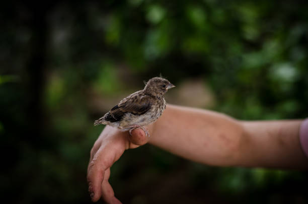 istock house sparrow in human hand 1145681393