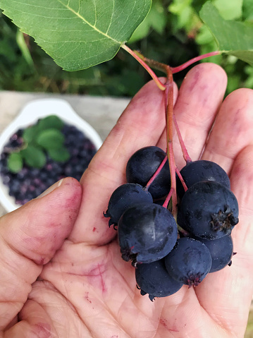 Fresh juicy purple Saskatoon berries from my Alberta country garden