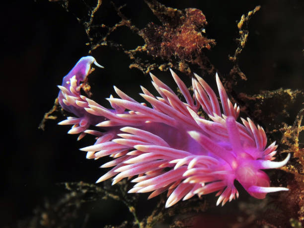 istock Beatiful nidibranch called flabellina 1145681613