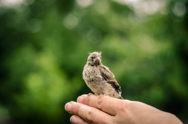 istock house sparrow in human hand 1145681810