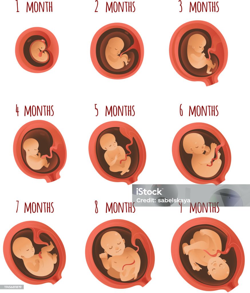 Embryo Development Month Stages Vector Illustration Process Of Human Fetal  Growth Stock Illustration - Download Image Now - iStock