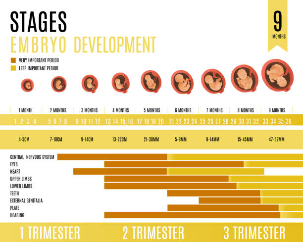 胚の開発月と三半期ベクトルイラスト. - ultrasound fetus development embryo点のイラスト素材／クリップアート素材／マンガ素材／アイコン素材