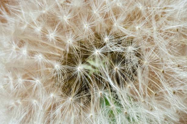 istock Macrophoto of dandelion. 1145681972