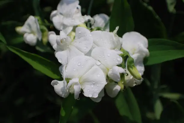 Flowering white sweet pea flowers with dew drops on it.