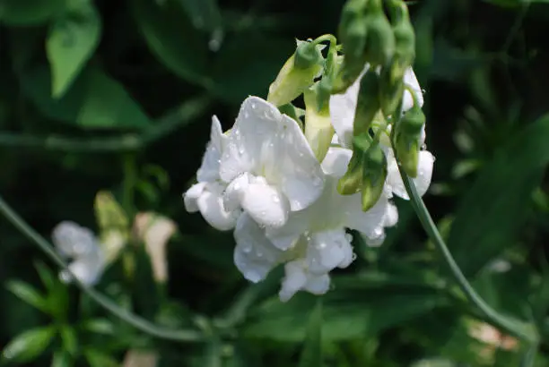 White flowering vine with white sweet pea flowers in bloom.