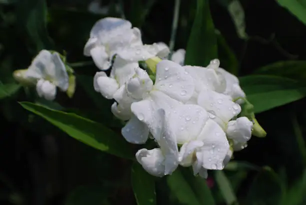 White flowering sweet pea plant with dew drops.