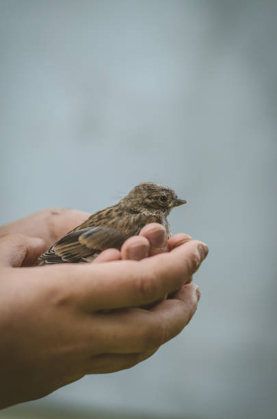 istock house sparrow in human hand 1145682901