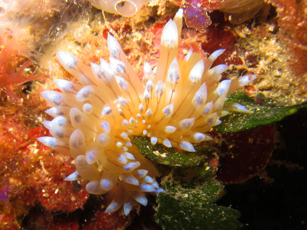 istock Nudibranch called Janolus Cristatus 1145683123