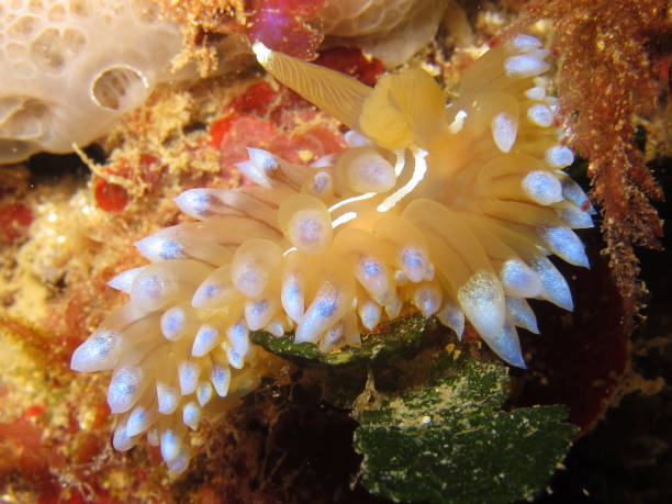 istock Nudibranch called Janolus Cristatus 1145683128