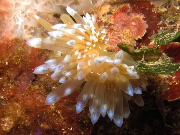 istock Nudibranch called Janolus Cristatus 1145683143