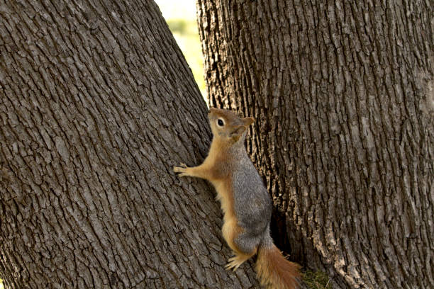 istock Close up portrait of a Caucasian squirrel climbing up a tree trunk. 1145683890