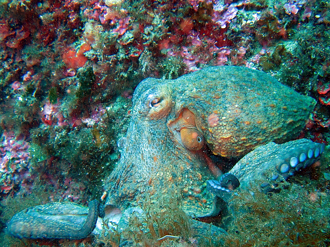 The octopus is a soft-bodied, eight-limbed mollusc of the order Octopoda