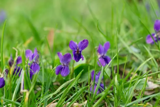 Purple and blue Gilliflowers in the grass. Slovakia