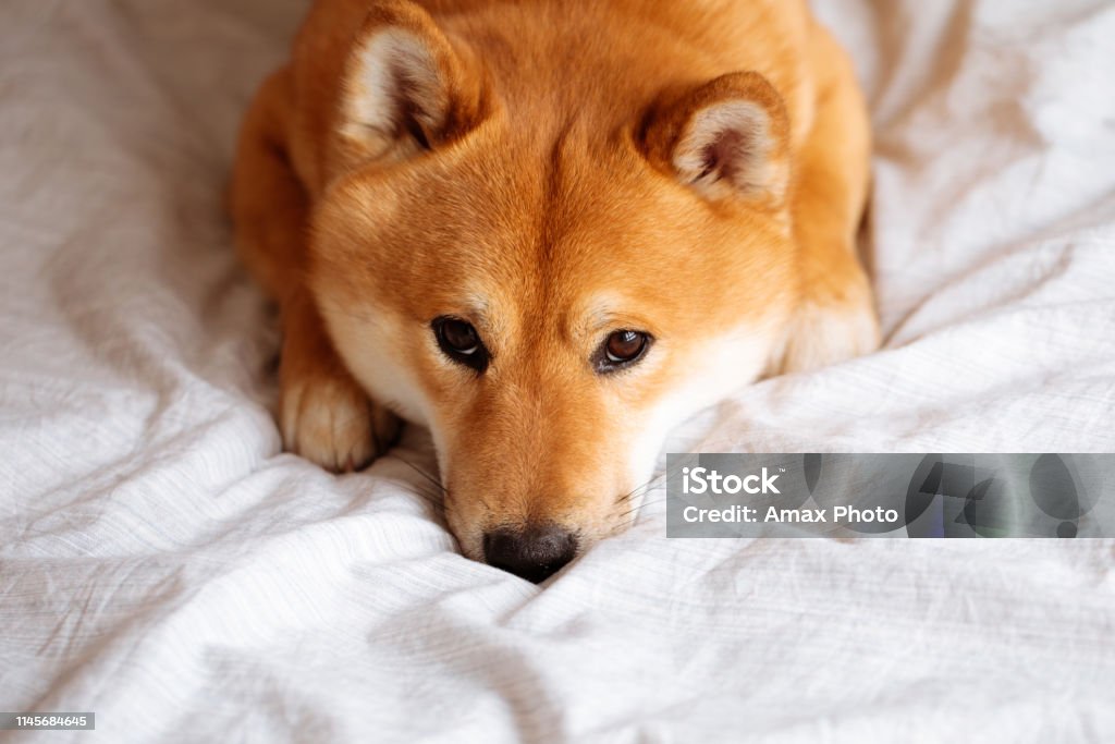 Japanese Shiba Inu dog on the bed at home Shiba Inu Stock Photo