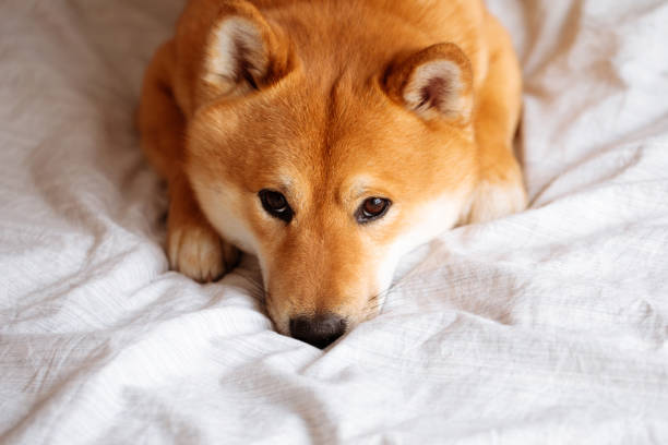 Japanese Shiba Inu dog on the bed at home stock photo